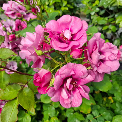 Slyngrose 'Orienta Aladdin'