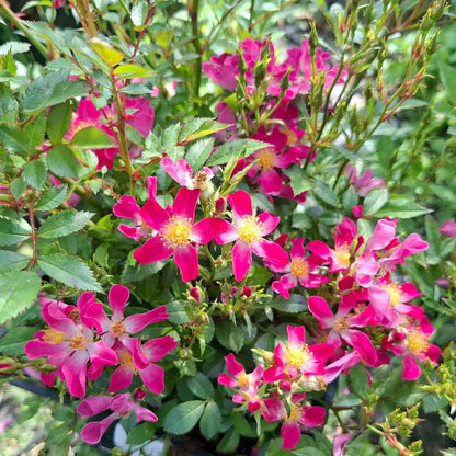 Rosa 'Palsy Walsy'