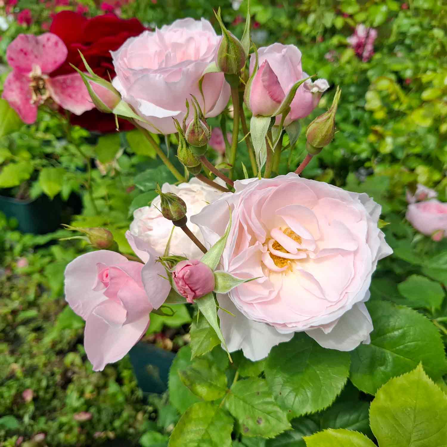 Rosa Pear