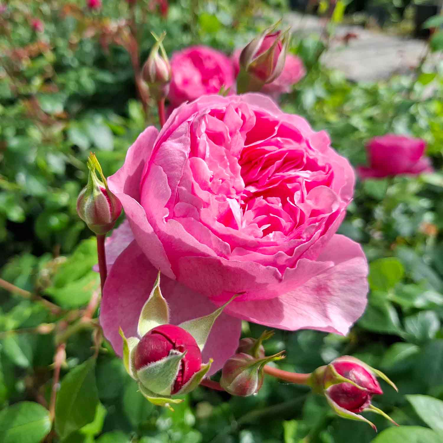 Rosa Penelope Lively (Ausb18a15)