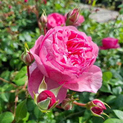 Rosa Penelope Lively (Ausb18a15)