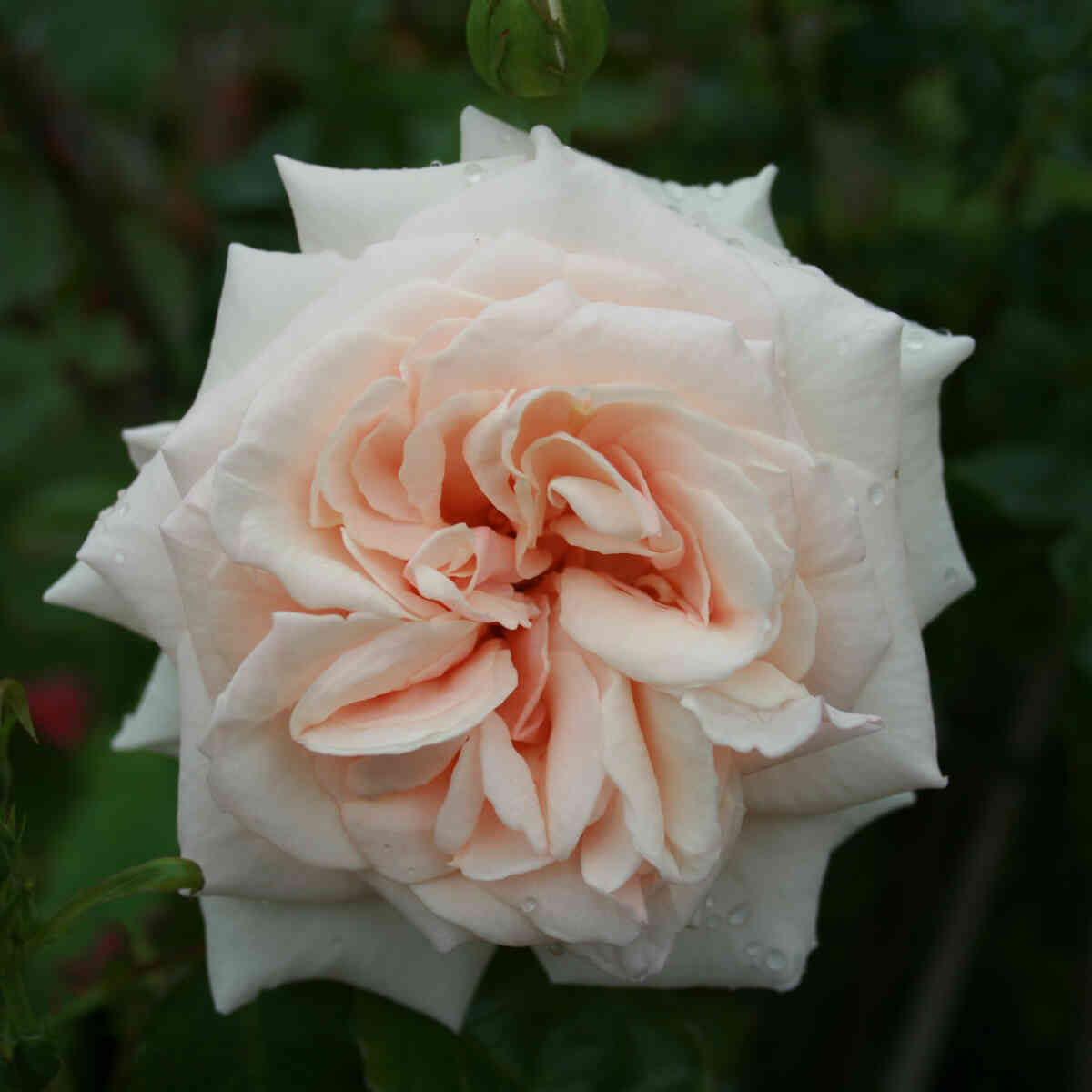 Farvede Roser Slyngrose 'Penny Lane'
