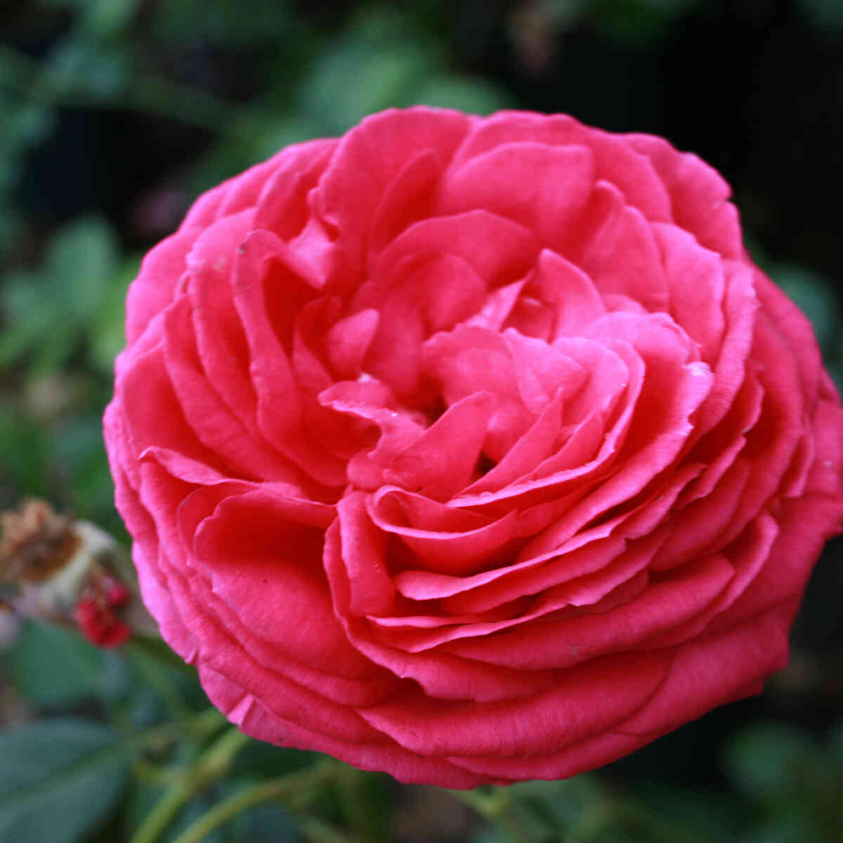Rosa 'Pink Eden Rose'