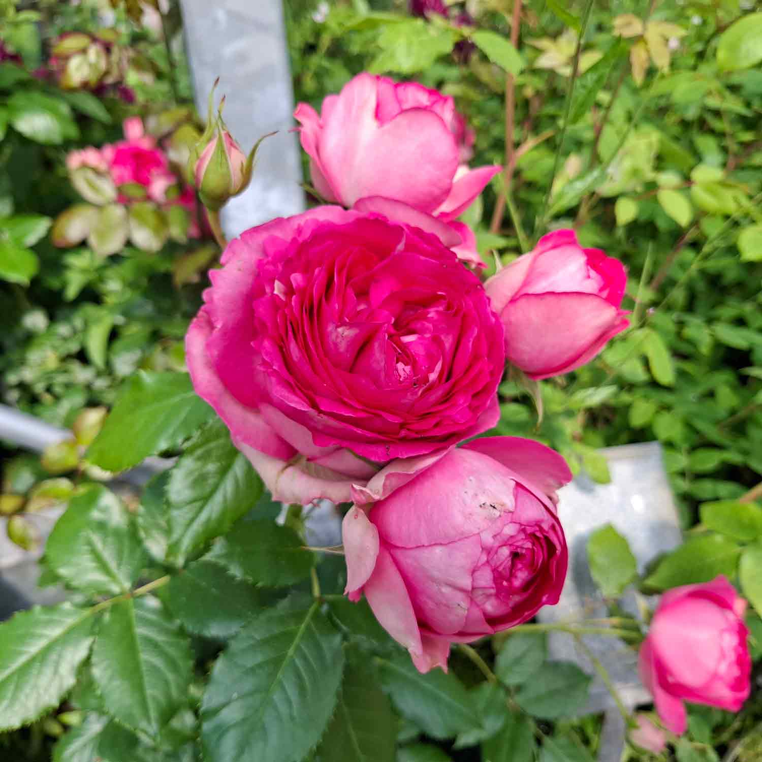 Rosa 'Pink Eden Rose'