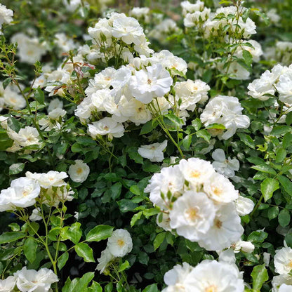 Groundcover Rose 'Schneeflocke'