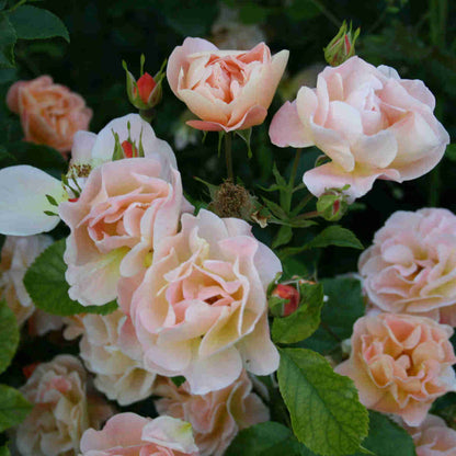 Groundcover Rose 'Sedana'