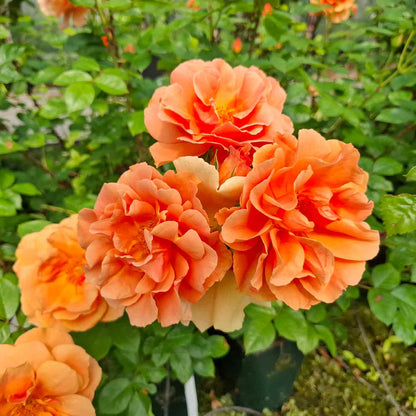 Klätterros 'Skyline'