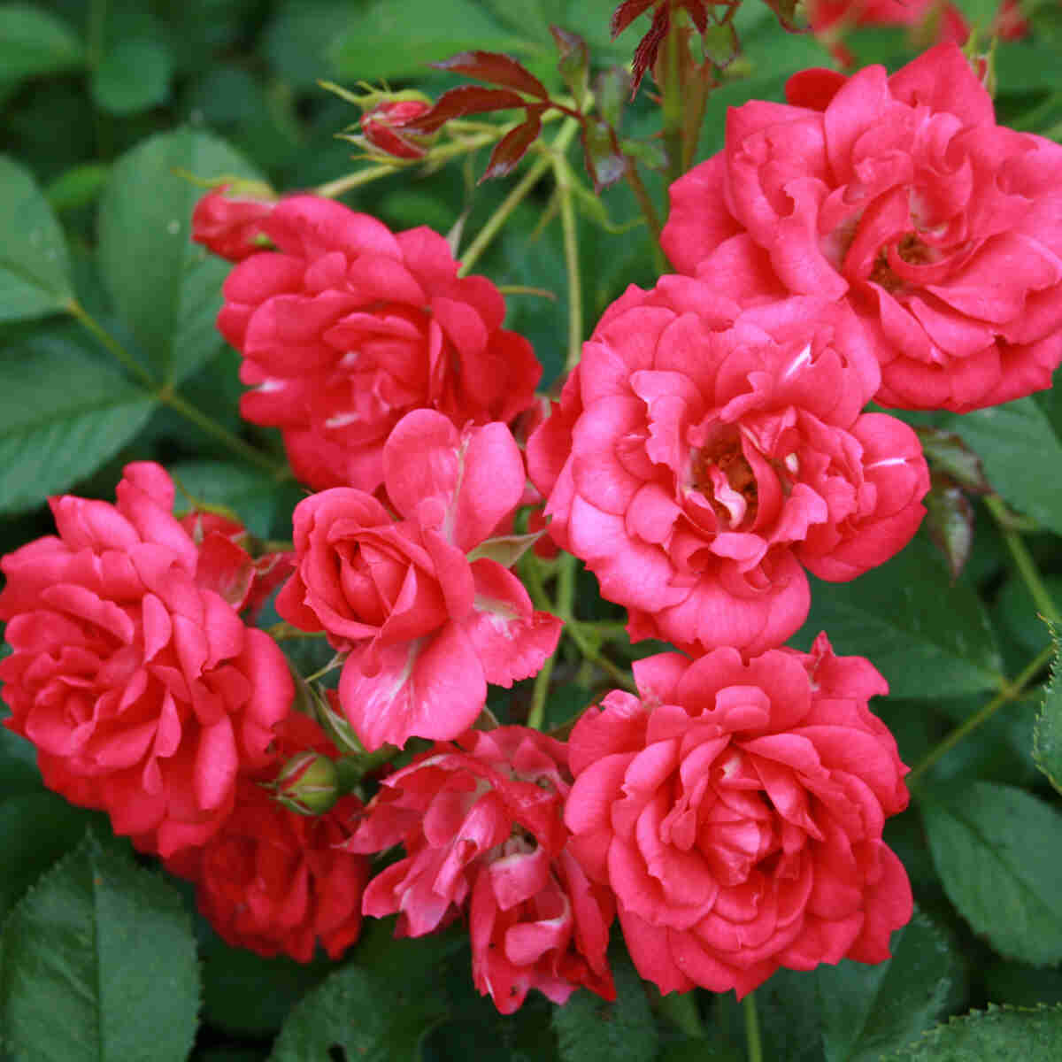 Farvede Roser Bunddække Rose 'Viking'