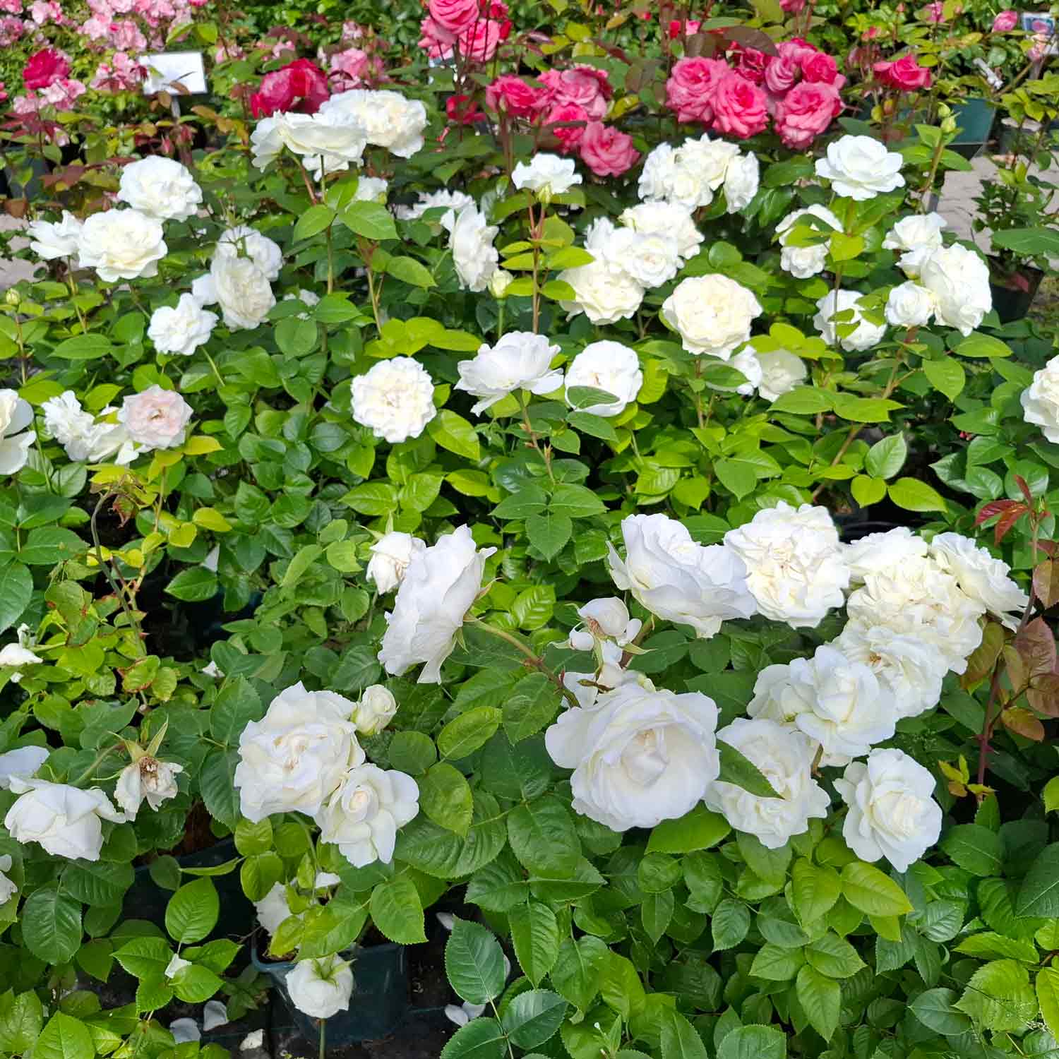 Rose 'Westpol'