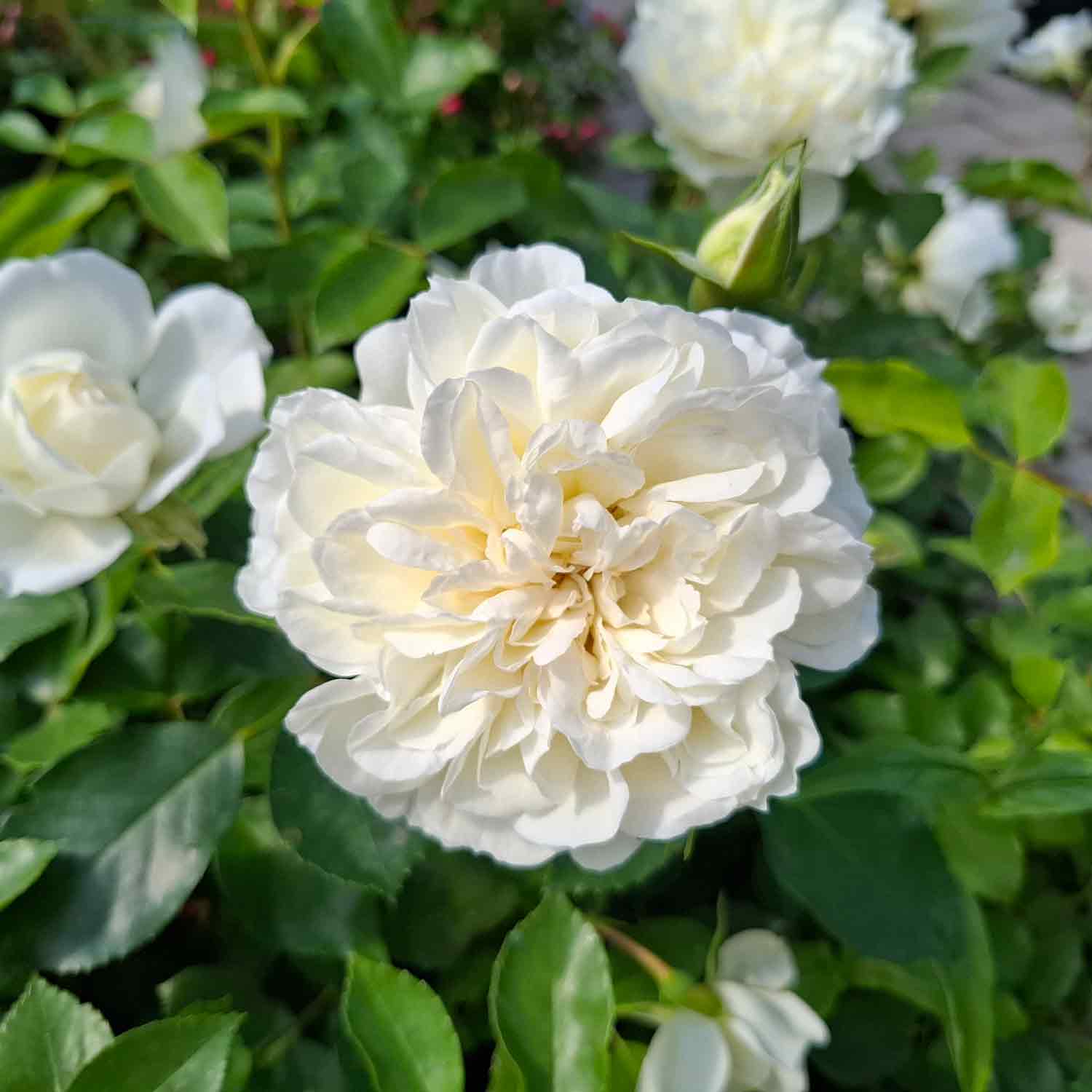 Rose 'White Meidiland'