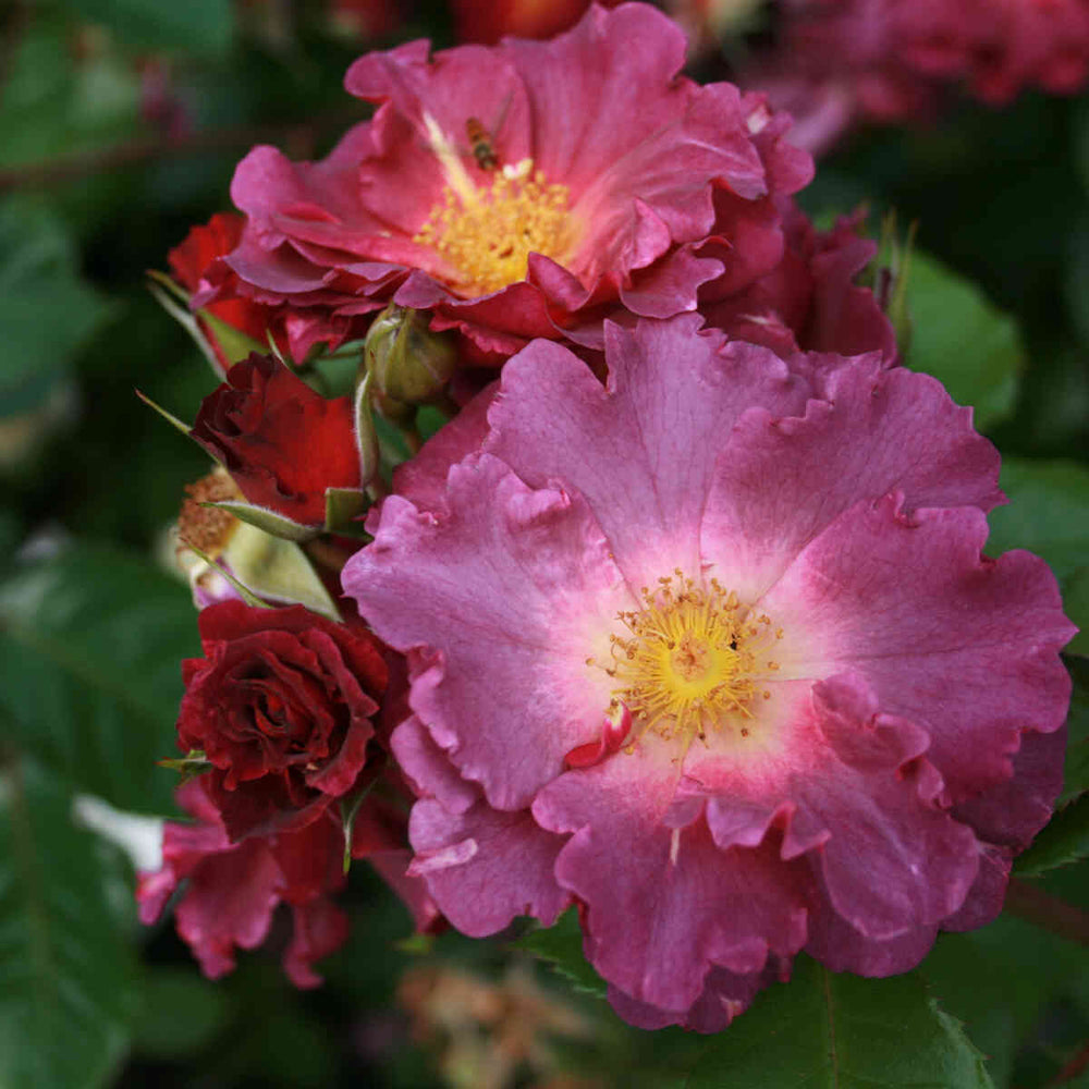 Rose Rover Slyngrose 'Wild Rover'