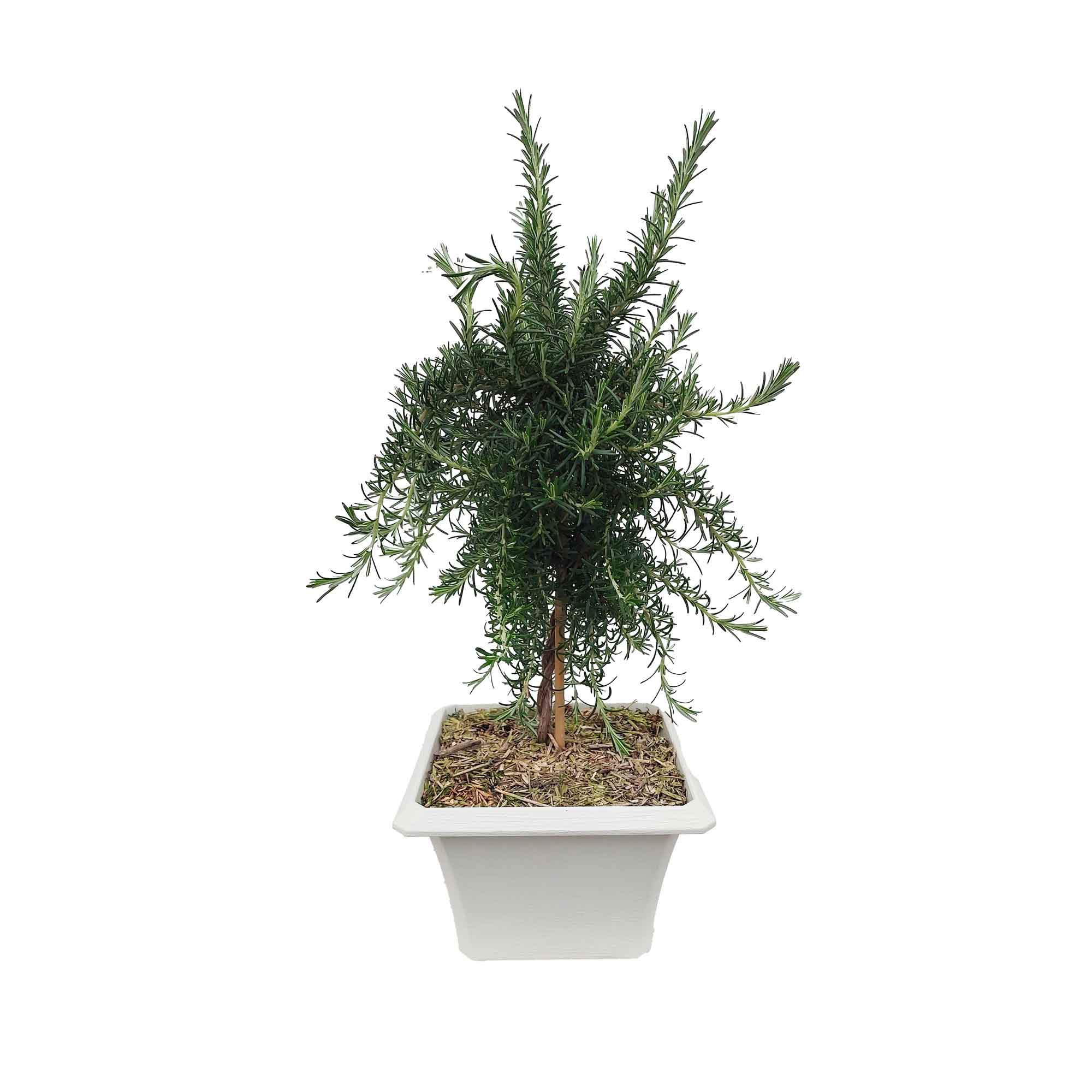 ROSMARINUS PROSTRATUS STAM D23X23