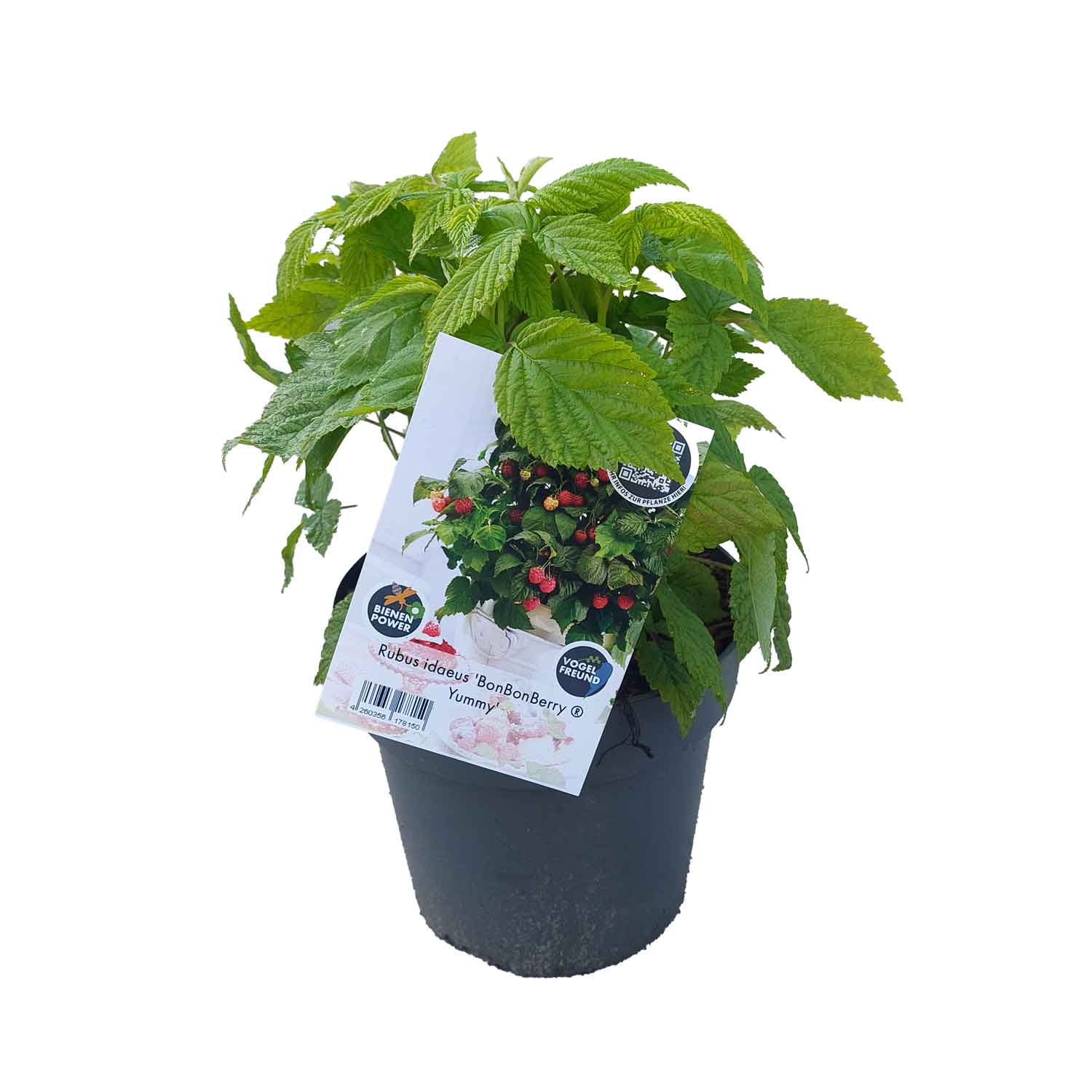 Rubus idaeus 'BonBonBerry ® Yummy' C4,6