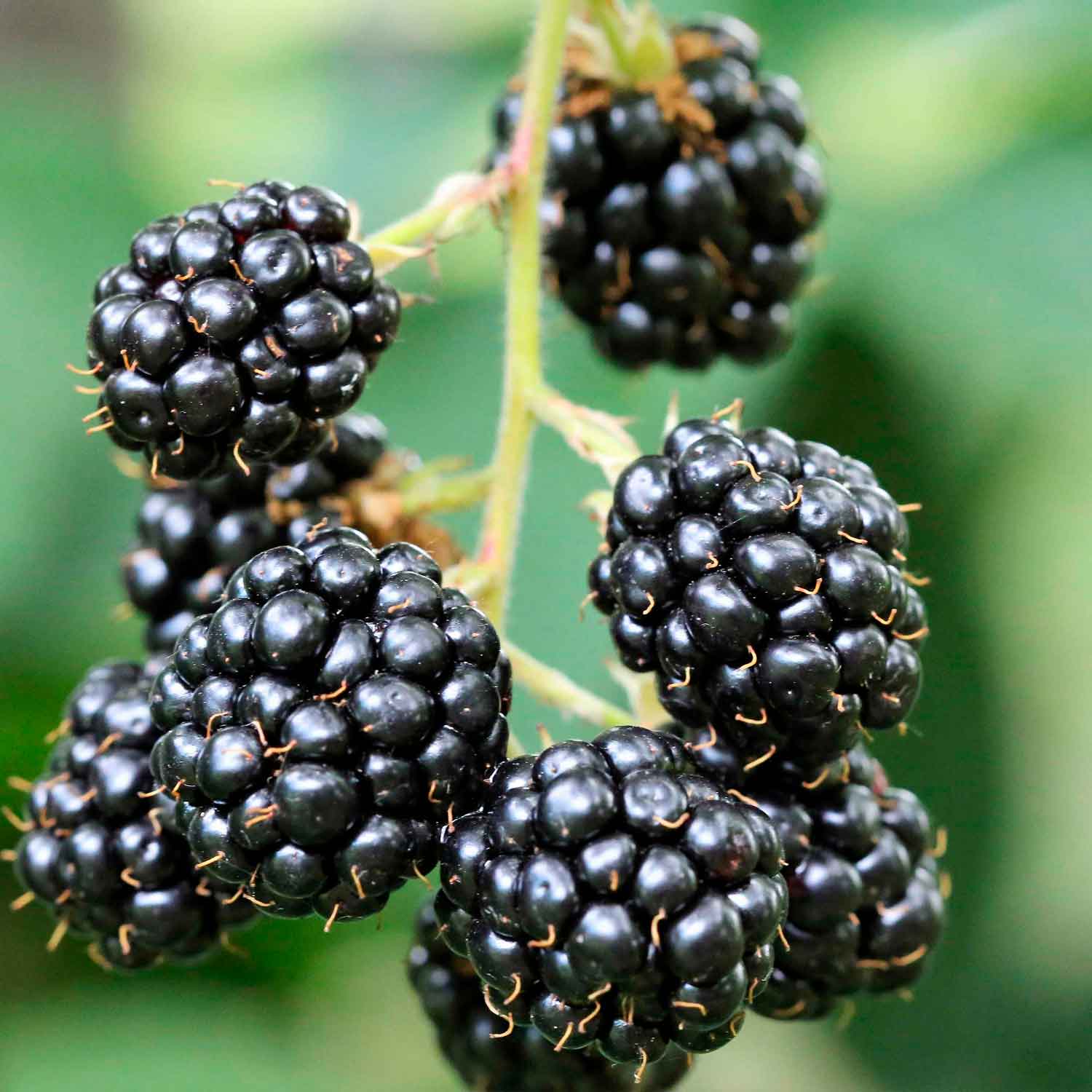 Rubus frut.'Black Satin' C3 40- 60