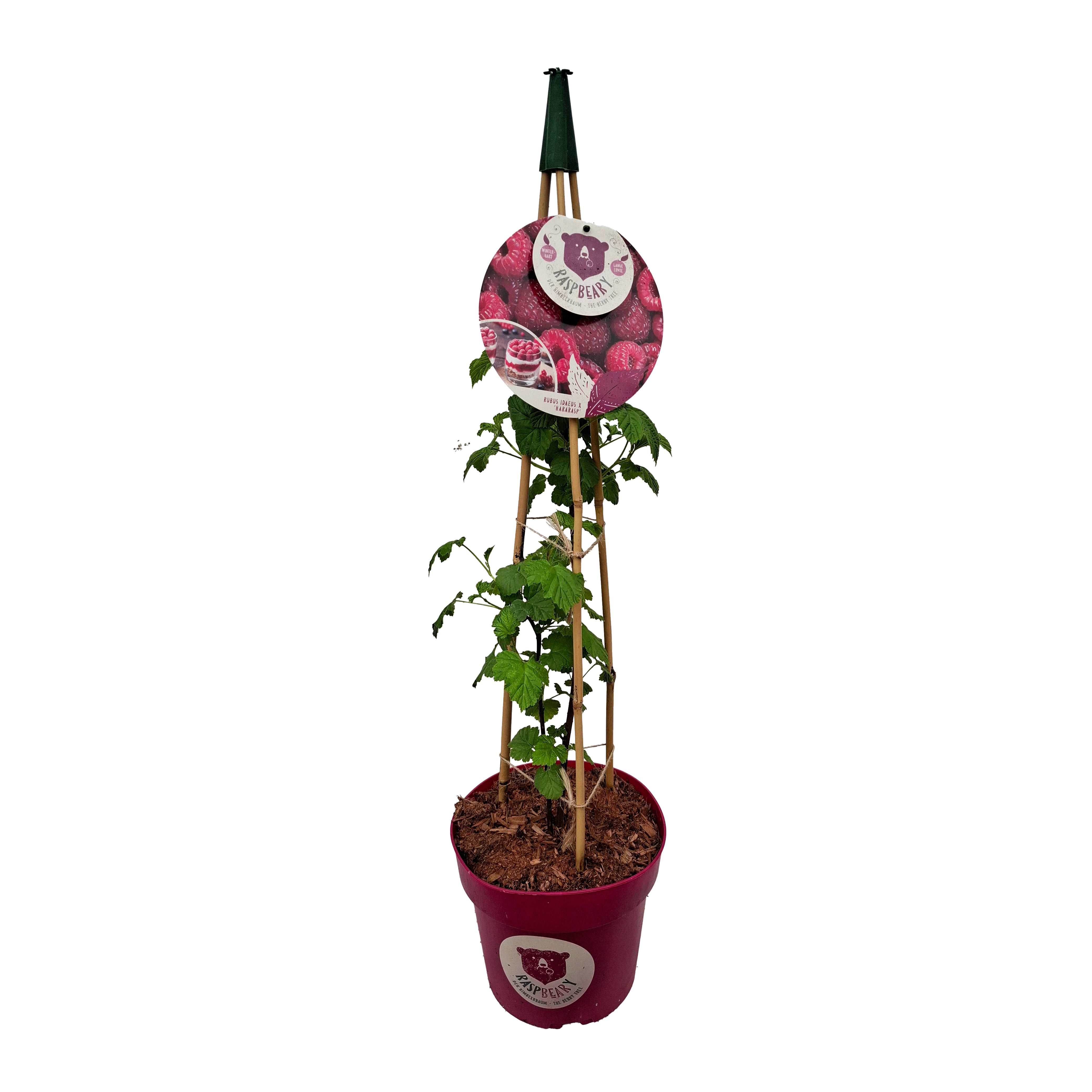 Rubus idaeus 'Raspbeary' Der Himbeerbaum C4.6