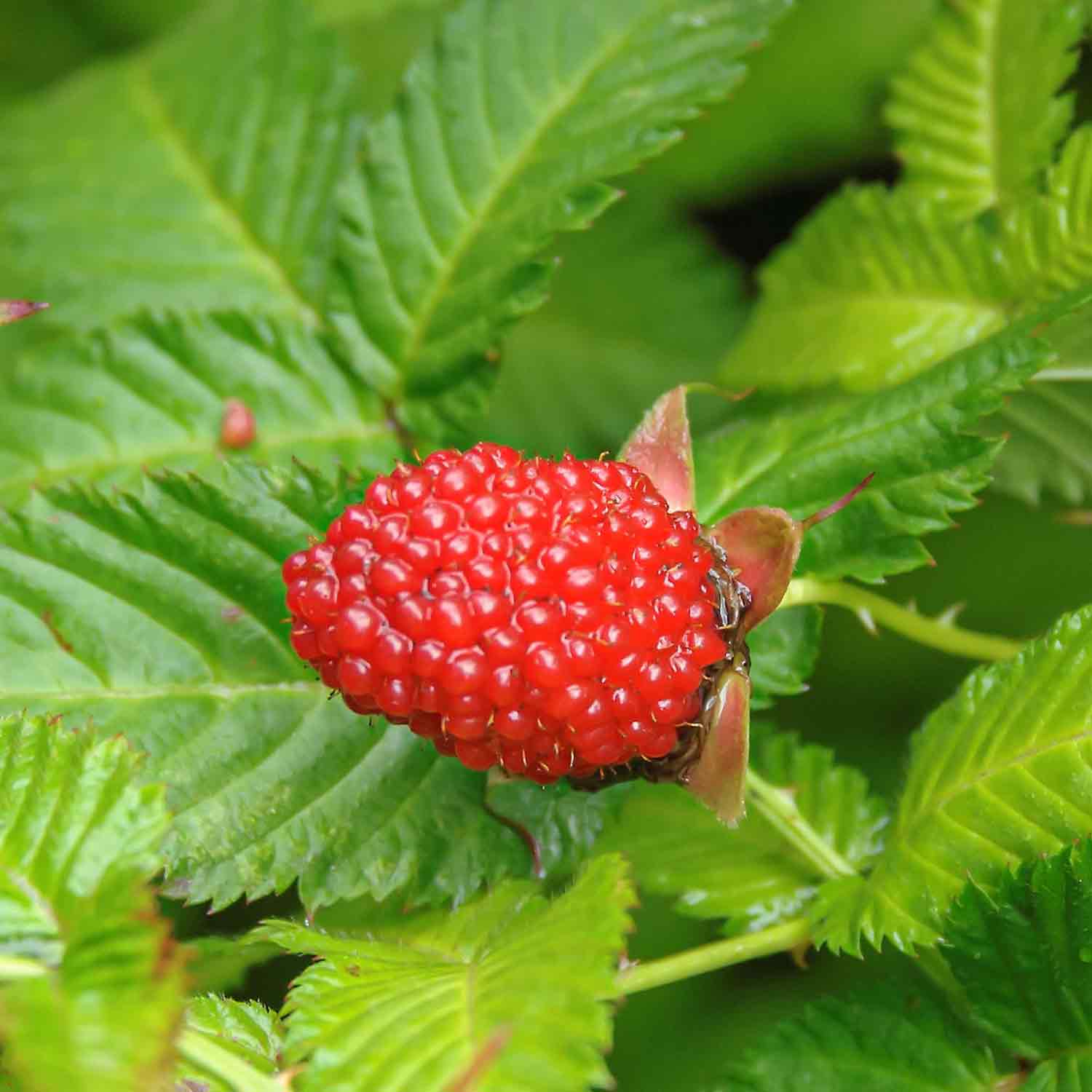 Rubus illecebrosus C3 40-60cm