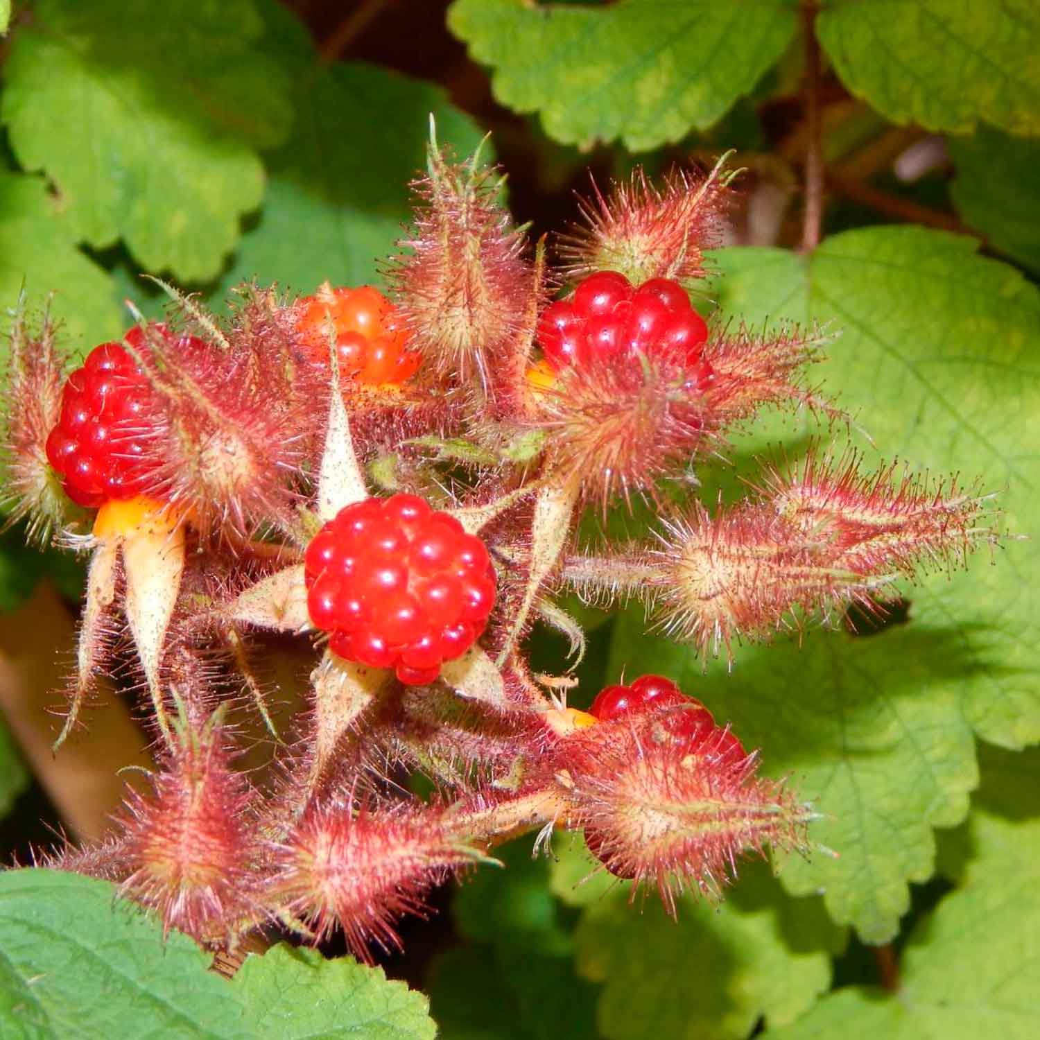Rubus phoenicolasius C3 40- 60