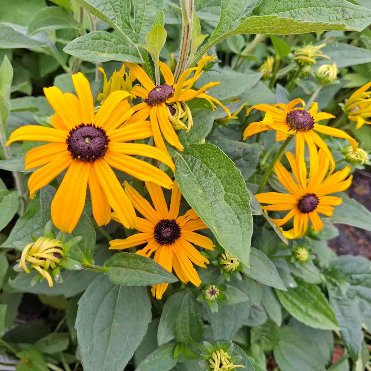 Rudbeckia fulgida 'Goldsturm' C2