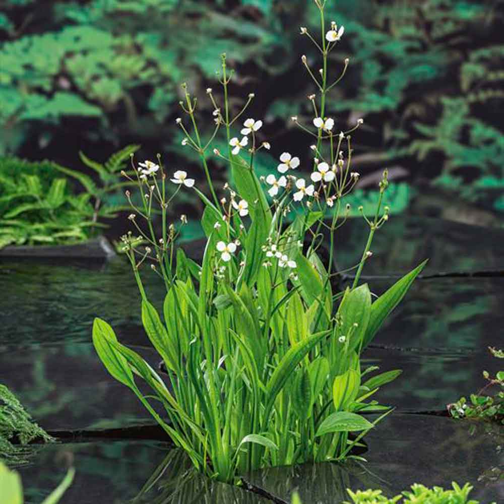 Sagittaria graminea p9