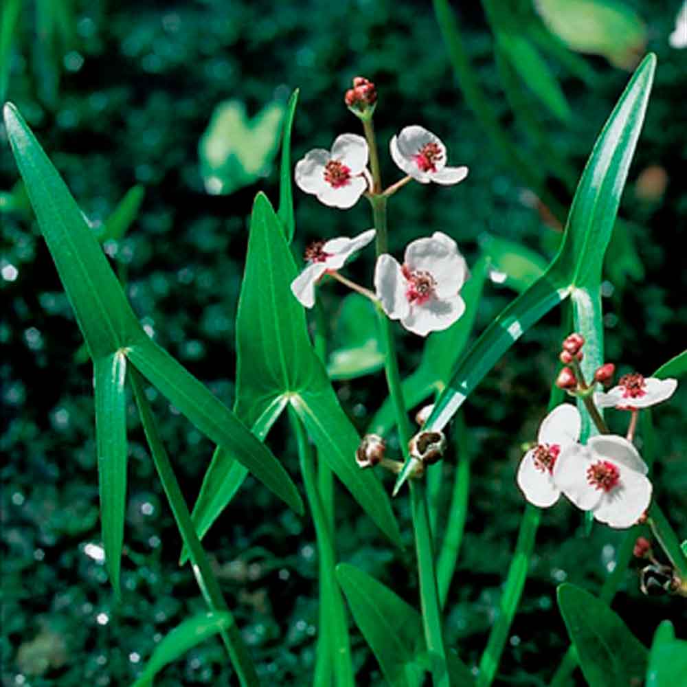 Sagittaria sagittifolia P9