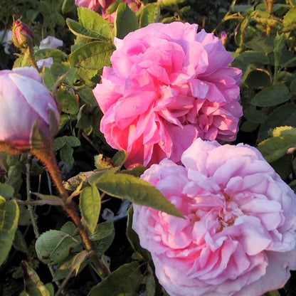 Mosrose - Rose 'Salet'