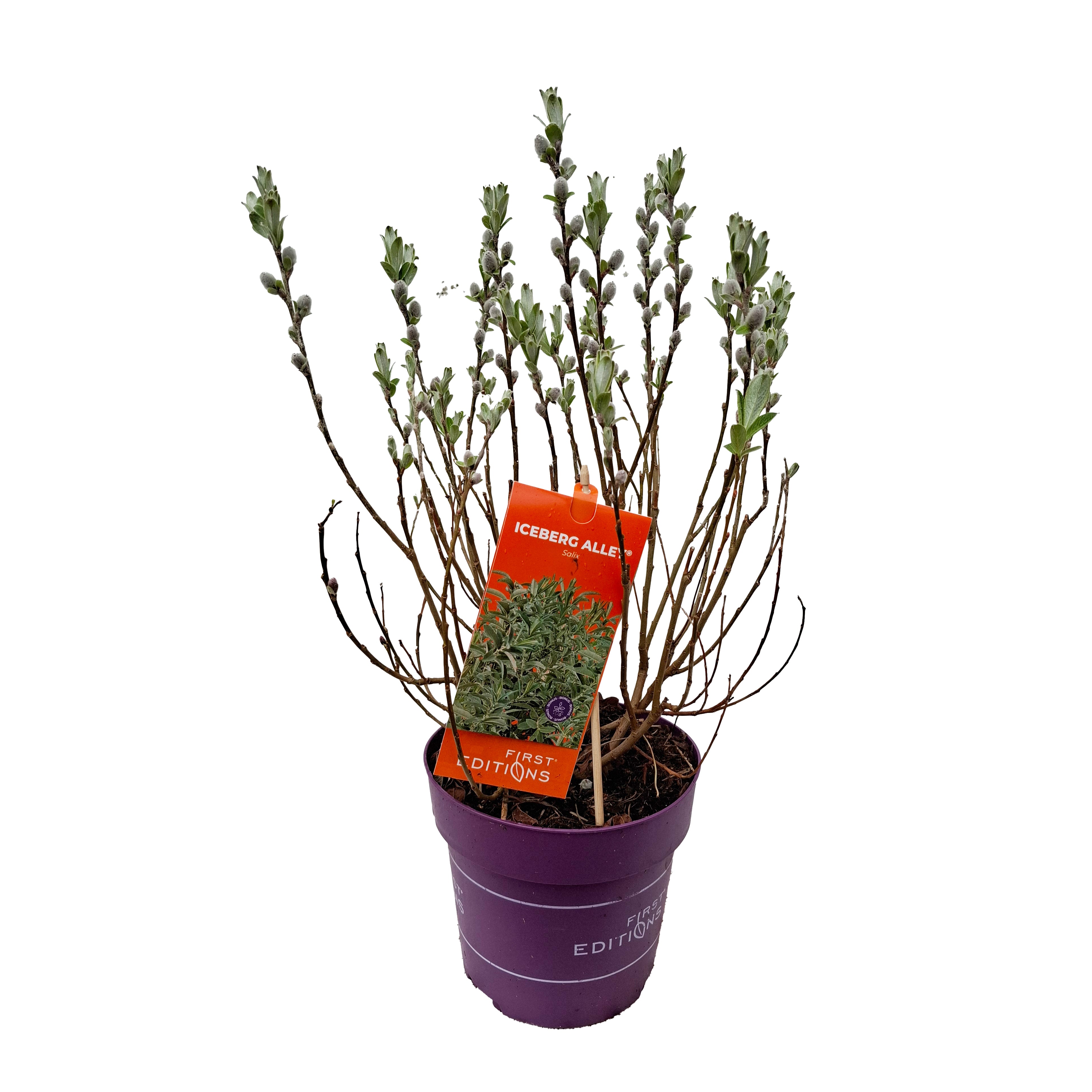 Salix FE® 'Iceberg Alley'  40-50 C3
