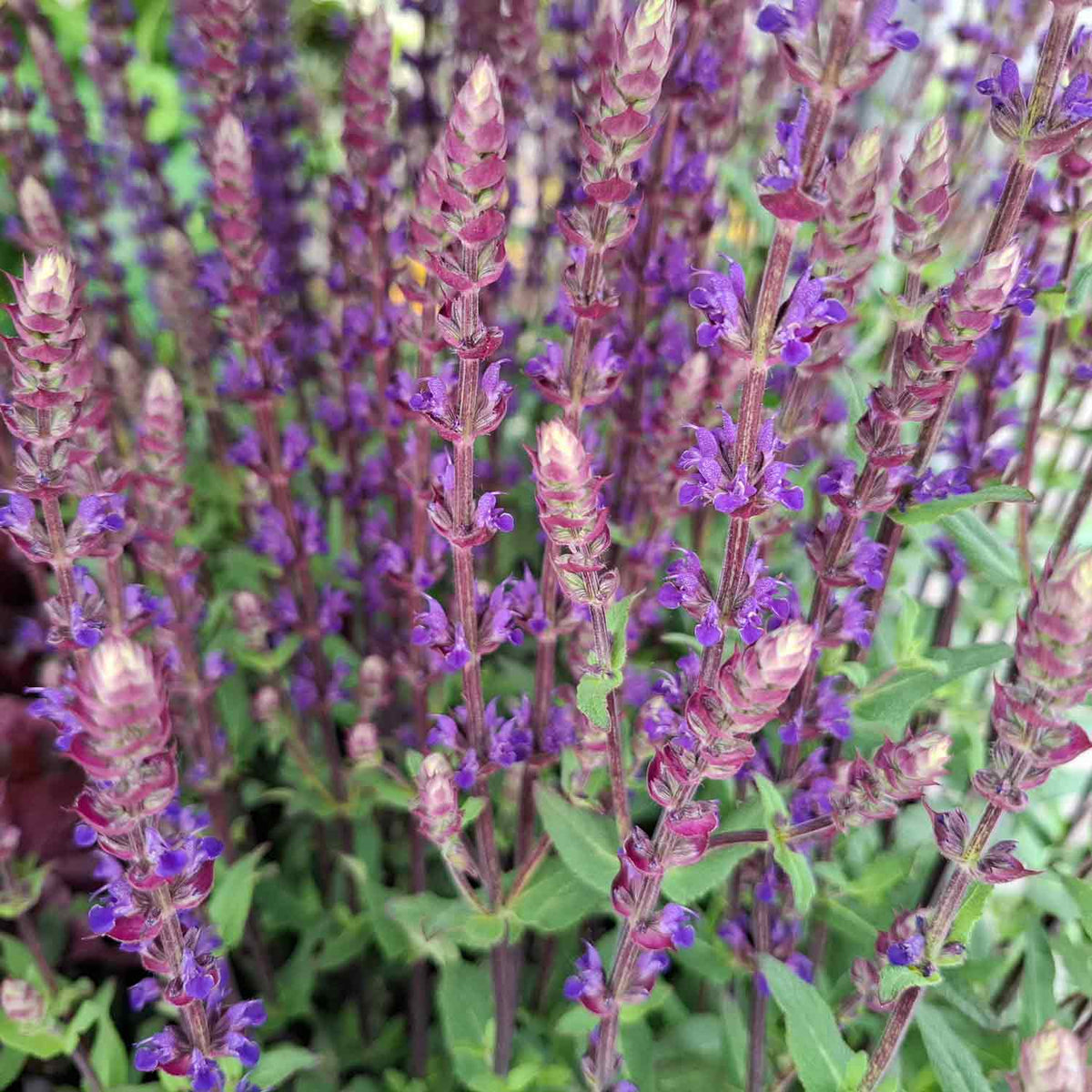 Salvia nemerosa 'Caradonna' C3