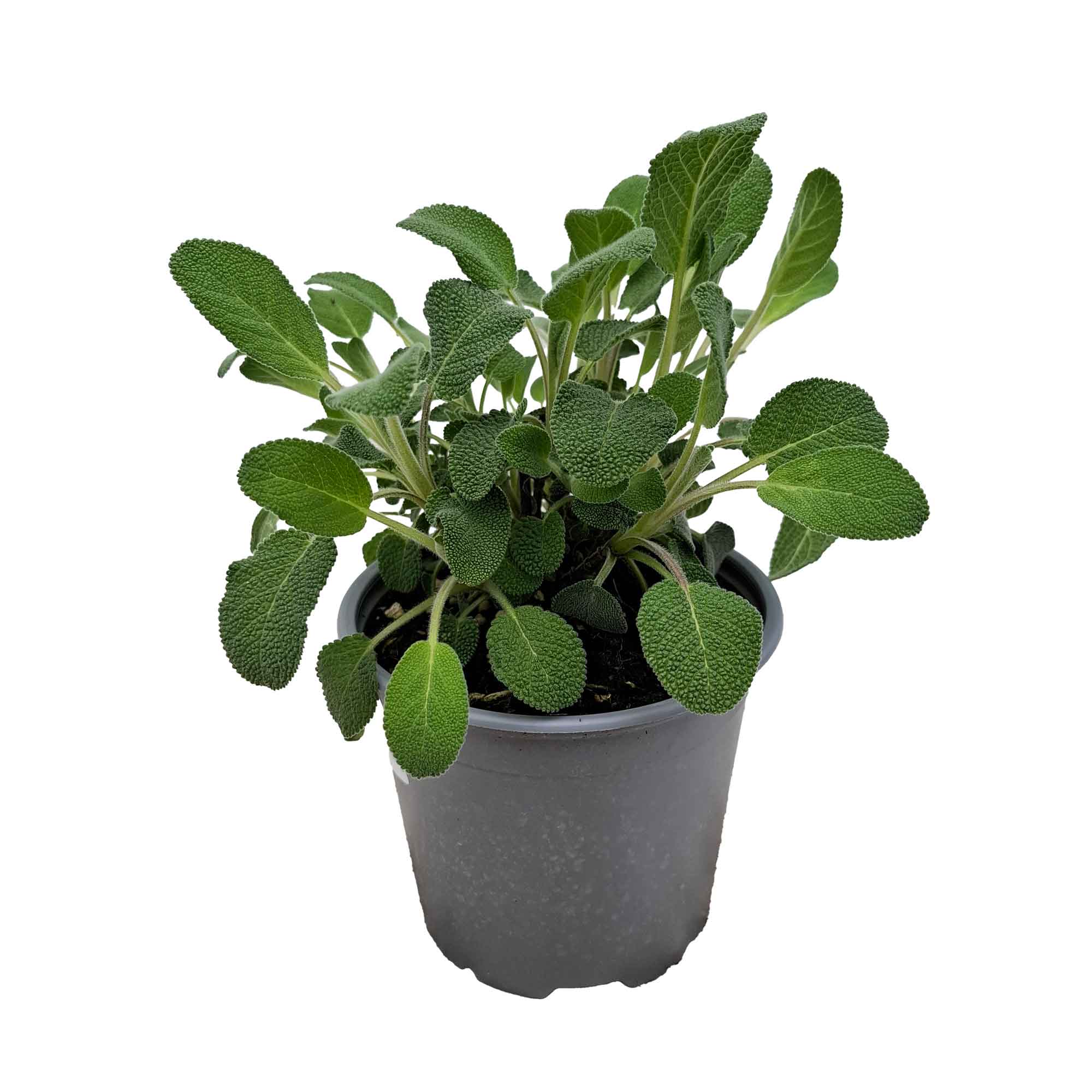 SALVIA LARGE LEAF BUSH D14