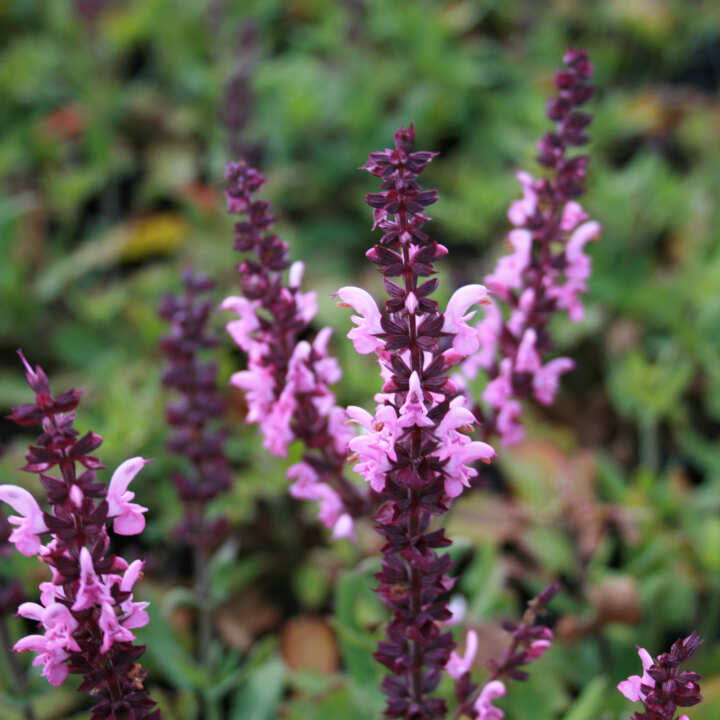 Salvia nem. Sensation Deep Rose P9