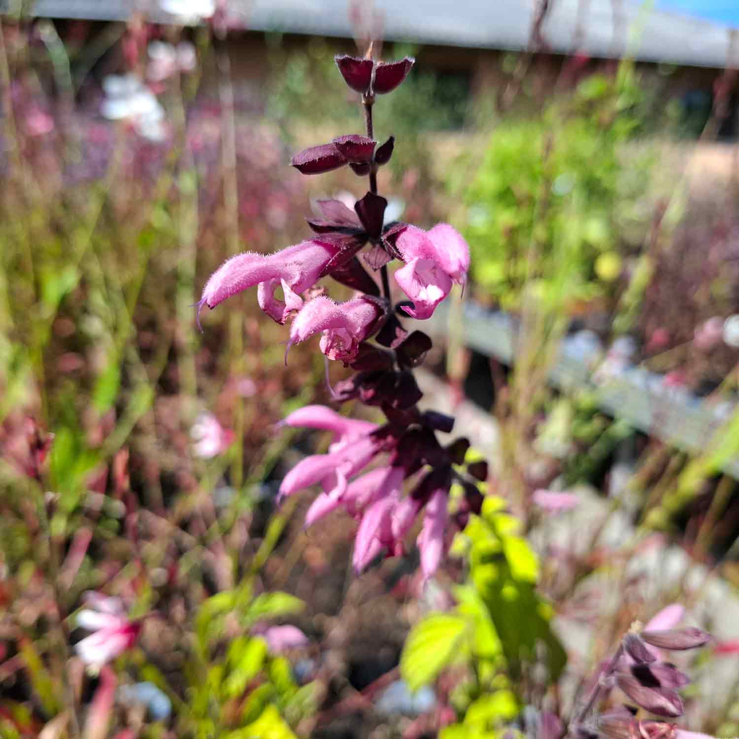 Salvia Rosa Amistad P9