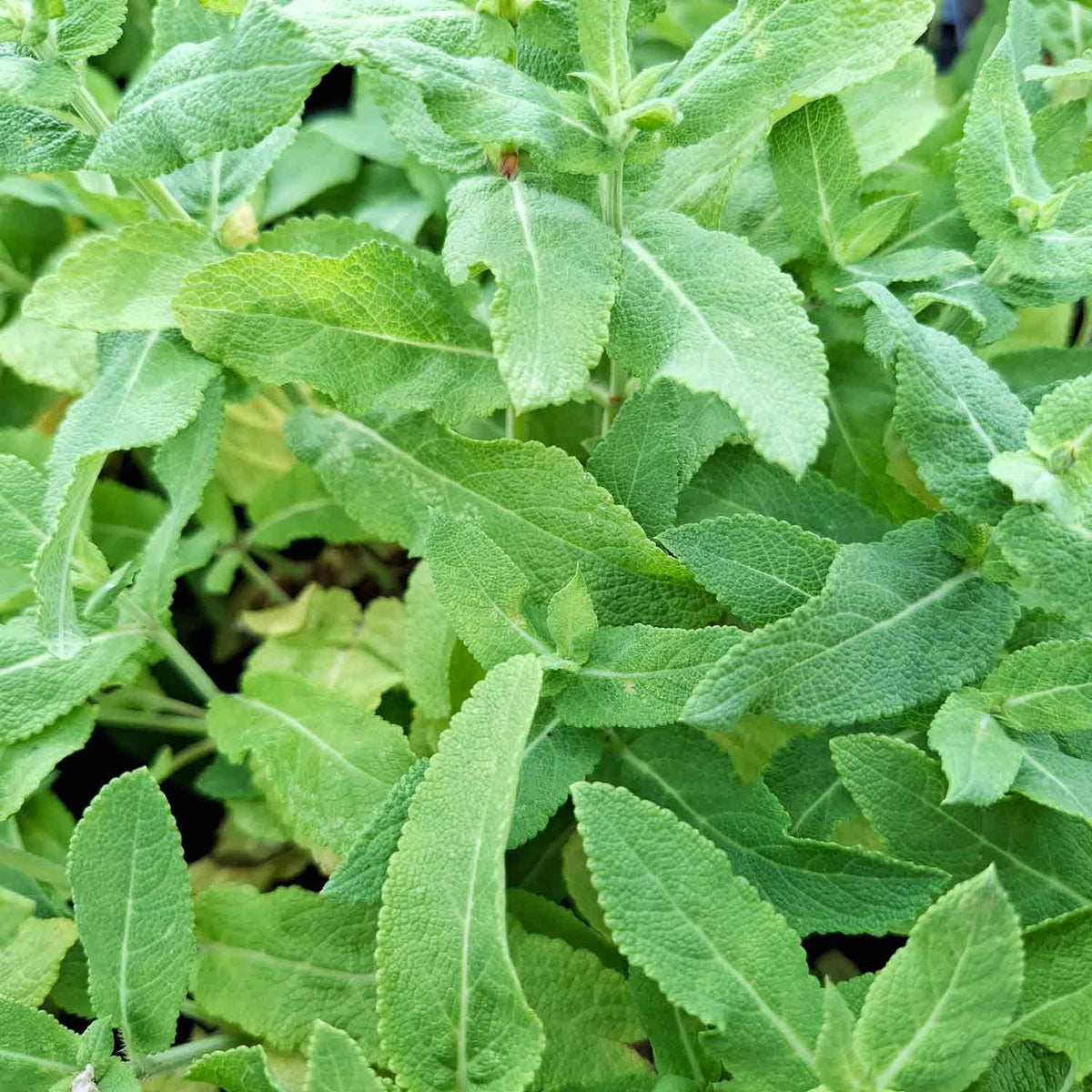 Salvia nem. 'Mainacht' P9