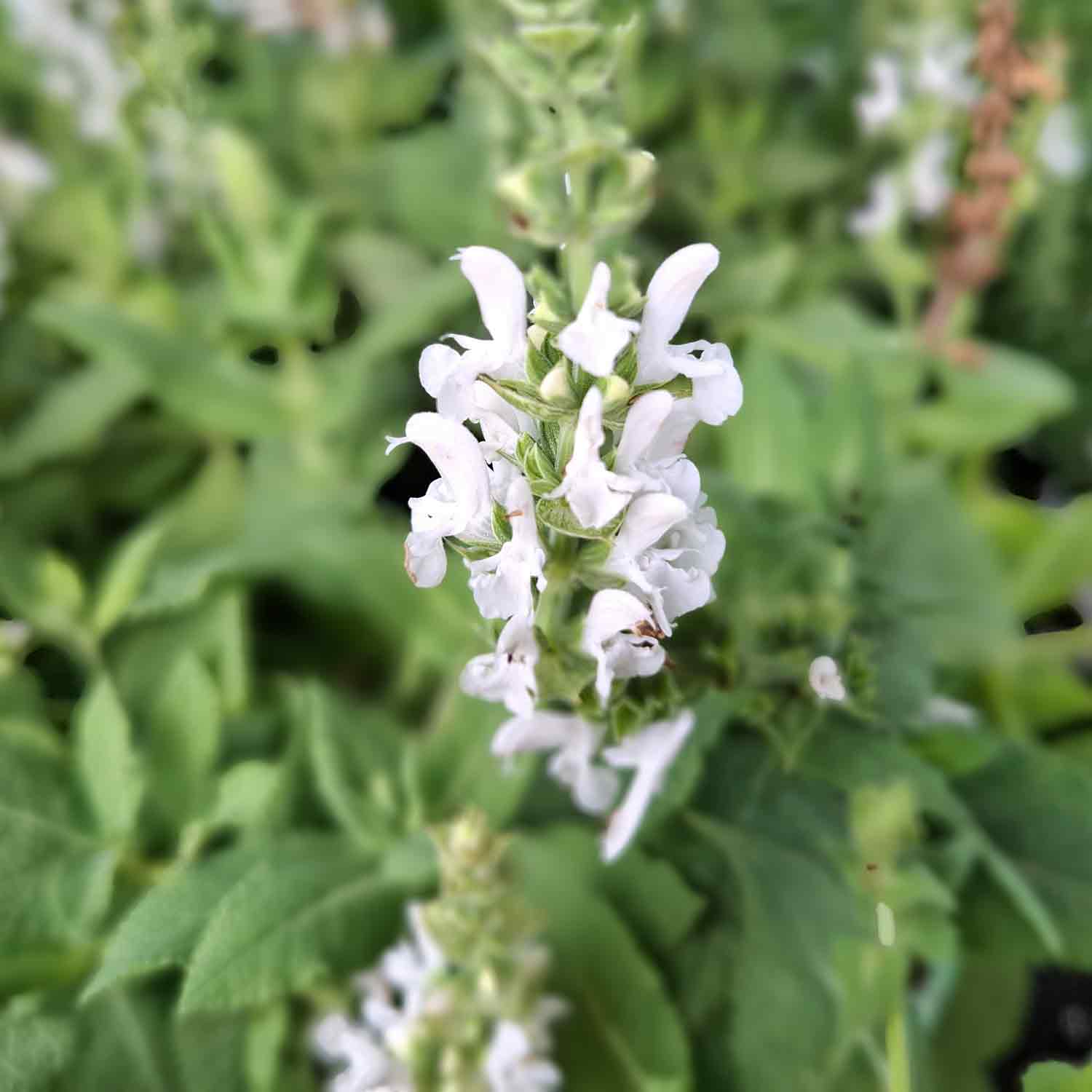 Salvia nem. Sensation White P9