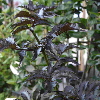 Sambucus nigra 'Black Tower' 40/50 C5