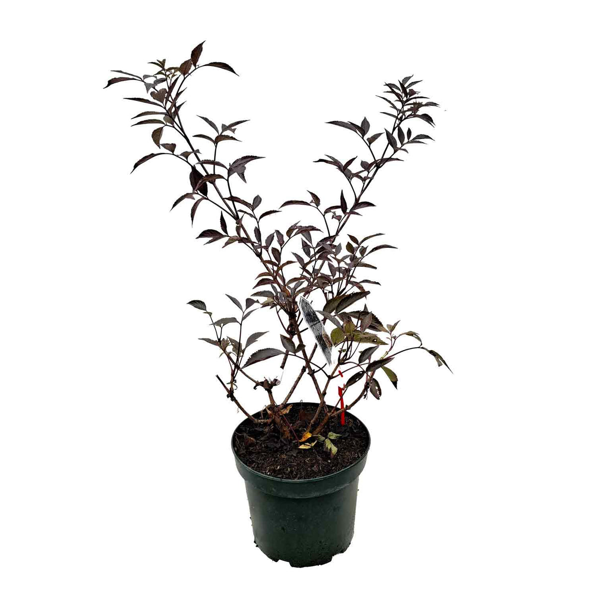Sambucus nigra 'Black Beauty' 40/50 C5