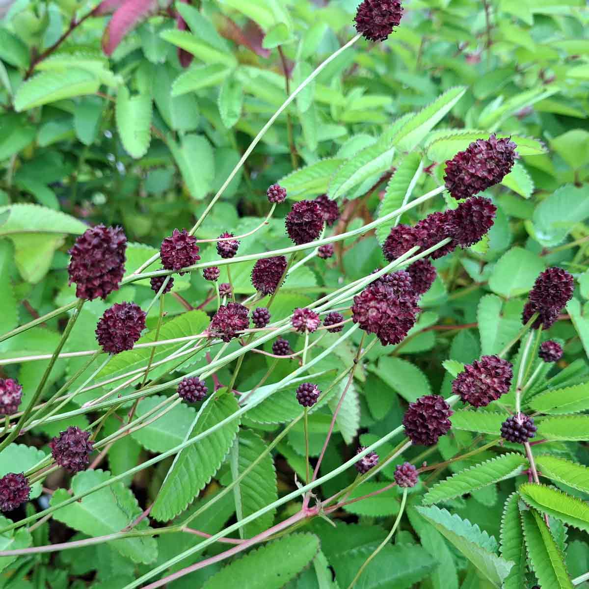 Sanguisorba hybrid 'Chocolate Tip' 1 L