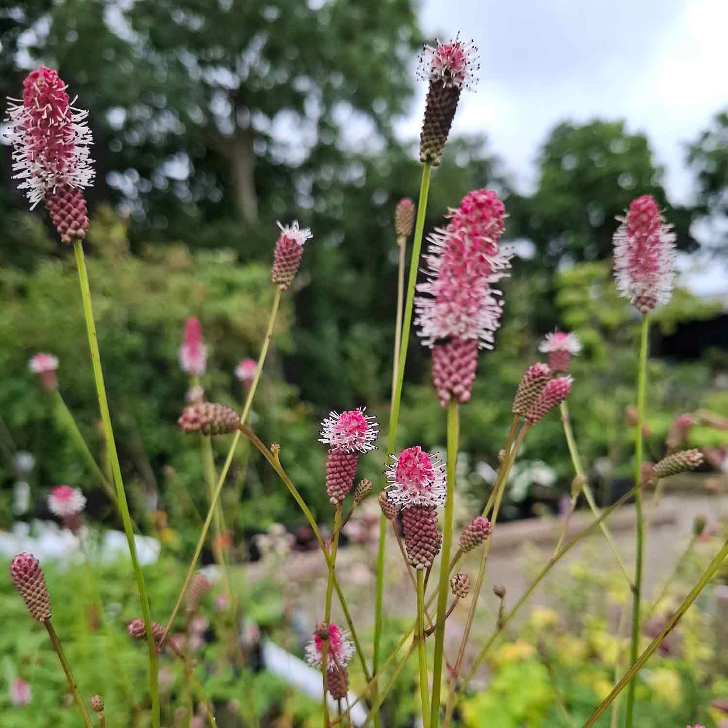 Sanguisorba o. 'Pink Tanna' P9