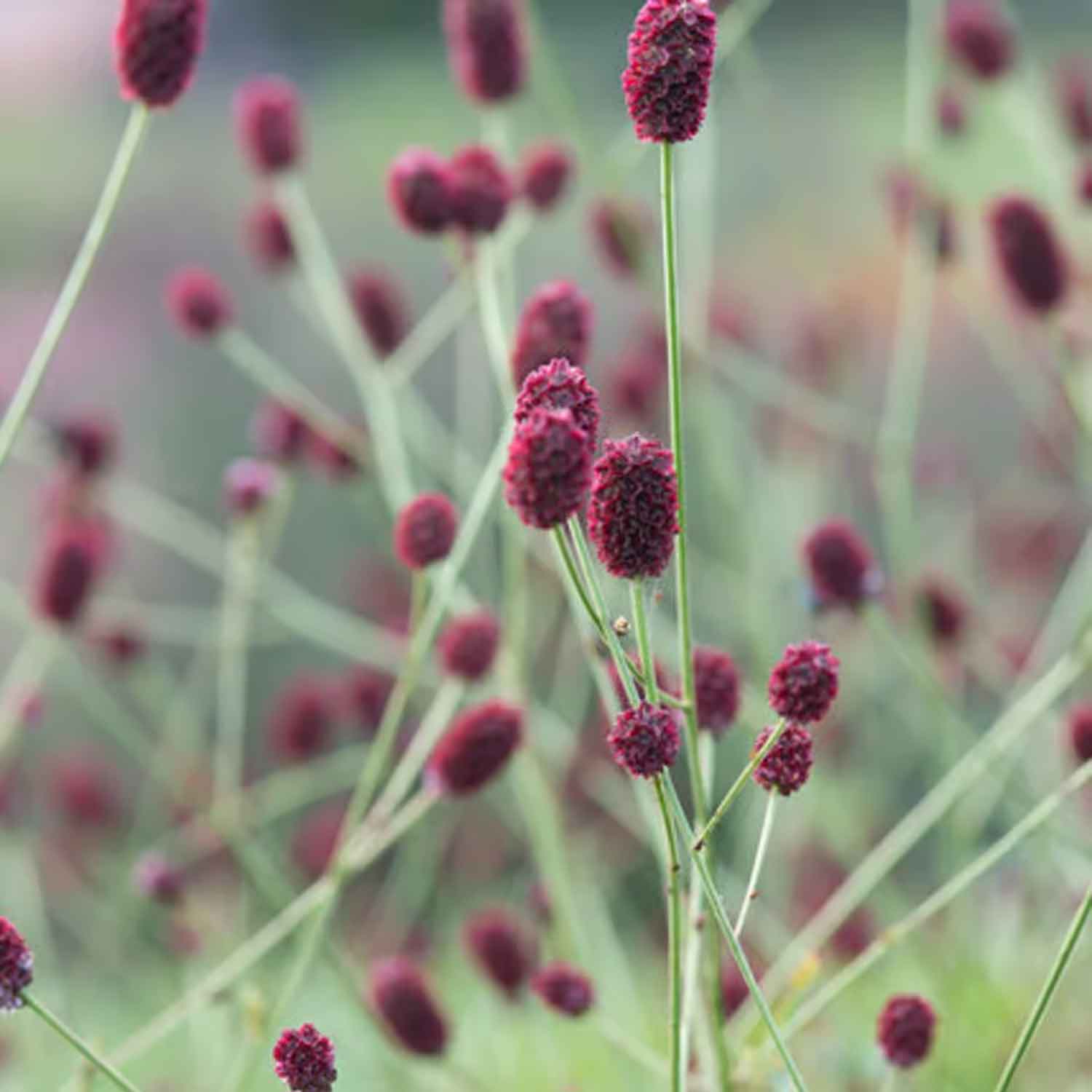 Sanguisorba officinalis P9