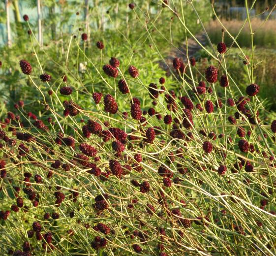 Sanguisorba officinalis 1L