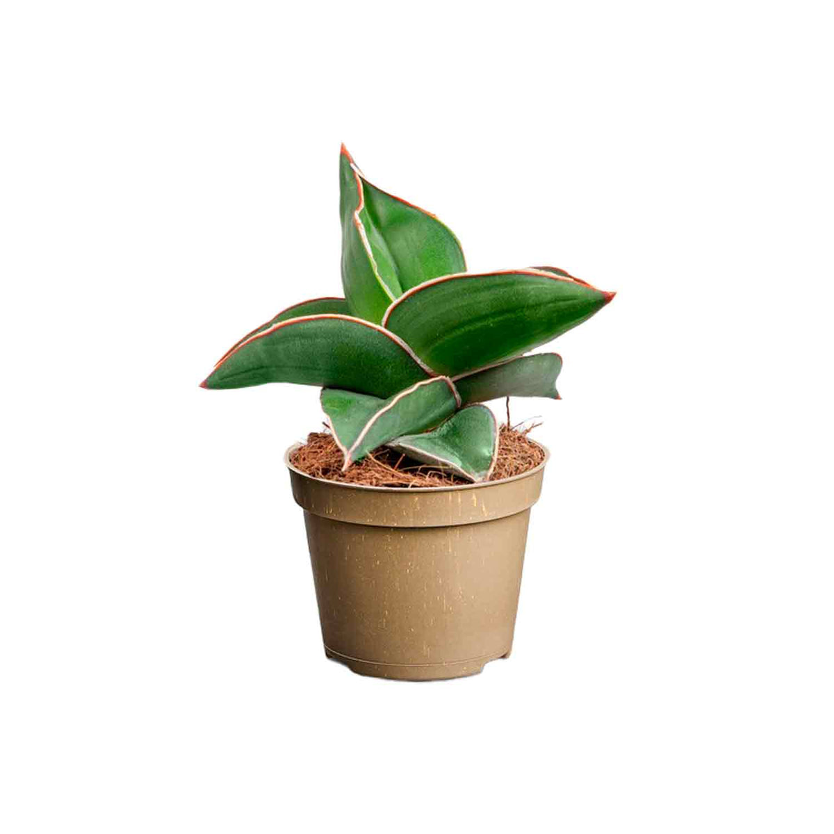 Sansevieria ehrenbergii 'Samurai' 6cm