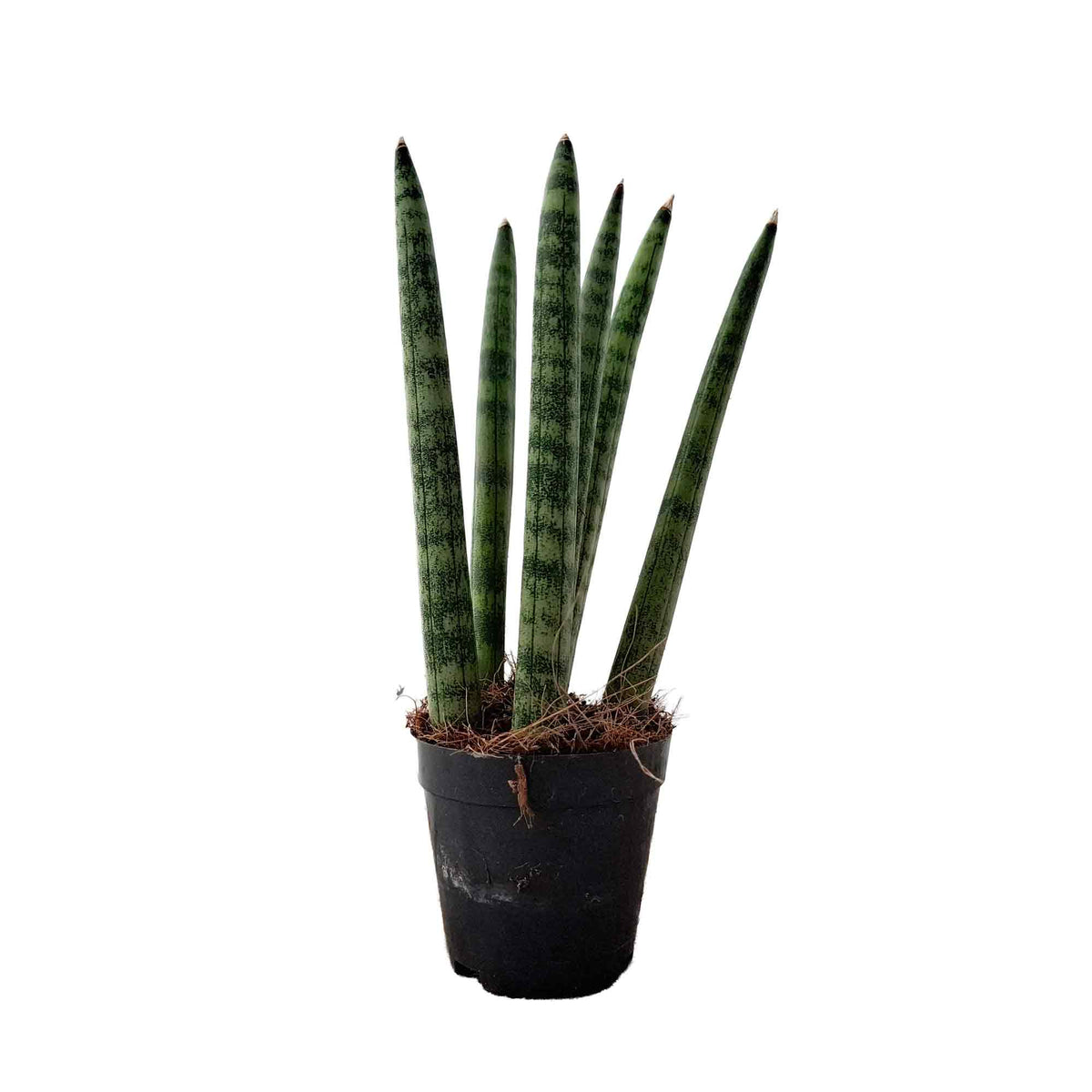 Sansevieria cylindrica Spaghetti 6cm
