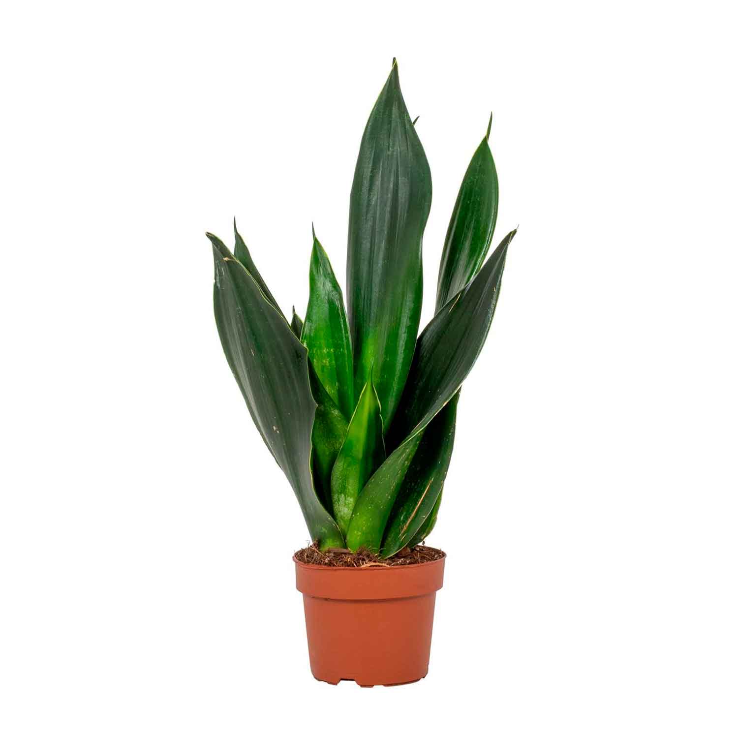 Sansevieria trif.  Black jade 12cm