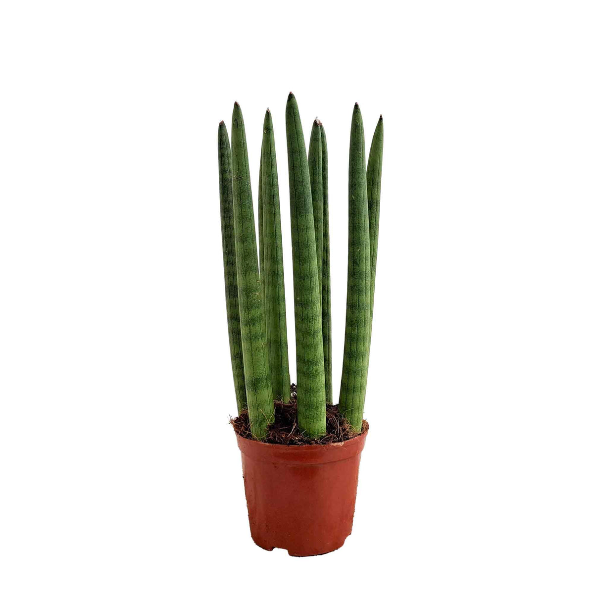 Sansevieria cyl.  10cm
