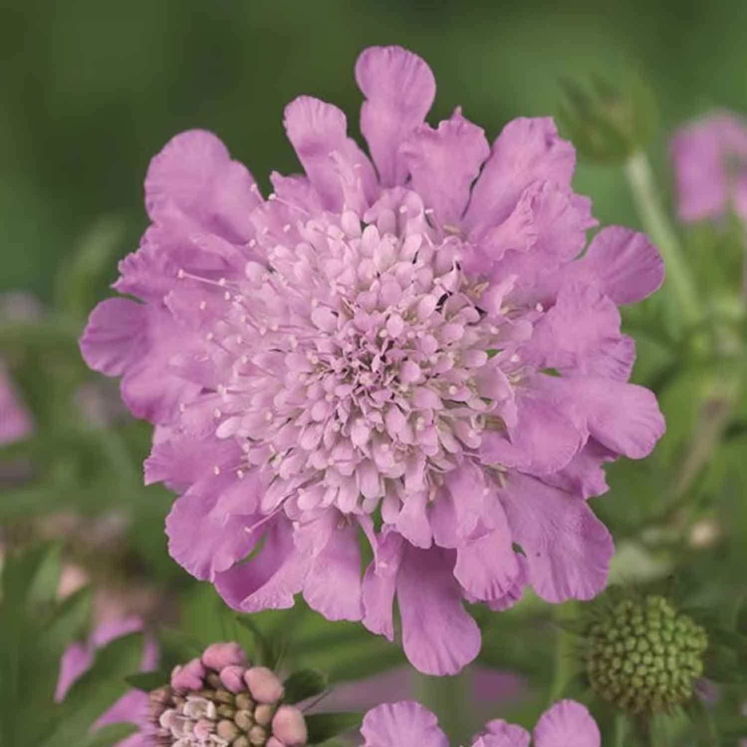 Scabiosa col. 'Pink Mist' 2L