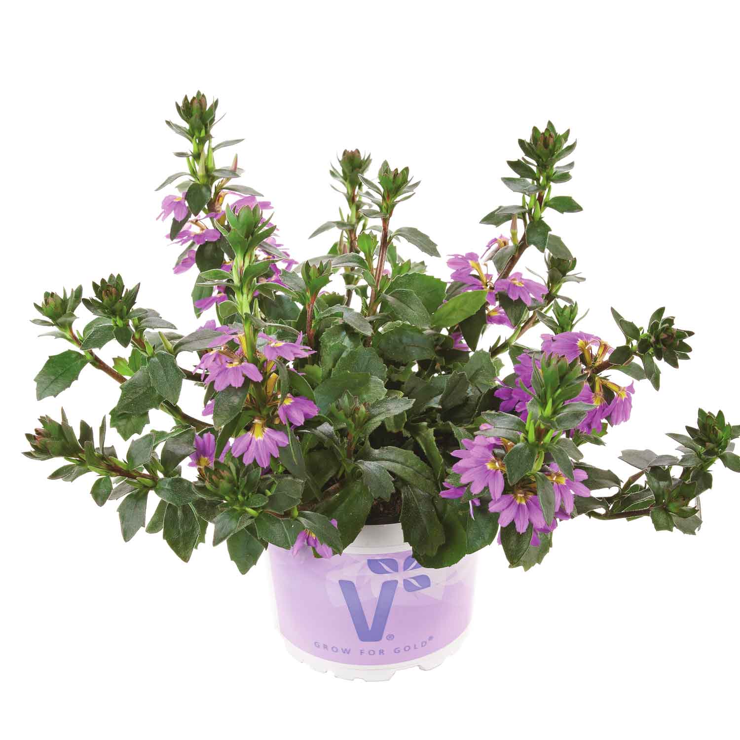 Scaevola aemula Fanatix Dark Blue 10,5cm
