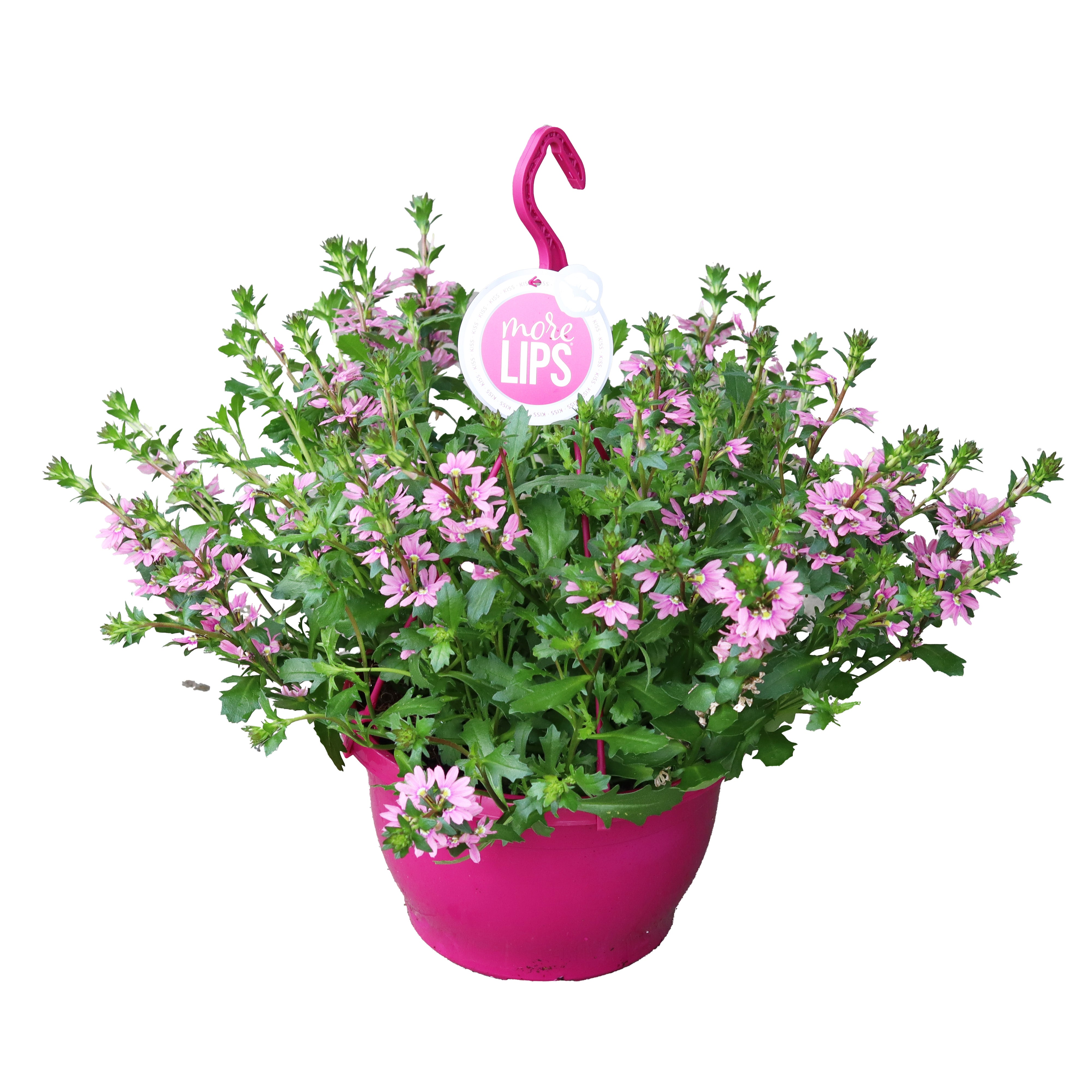 Sommerblomst ampel D25