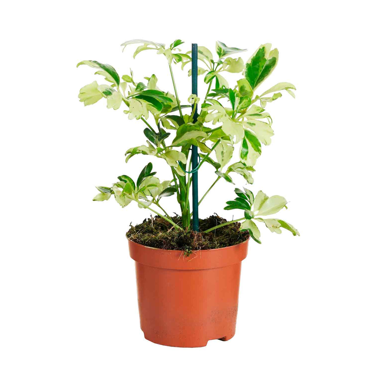 Schefflera arb. 'Janine' 9cm