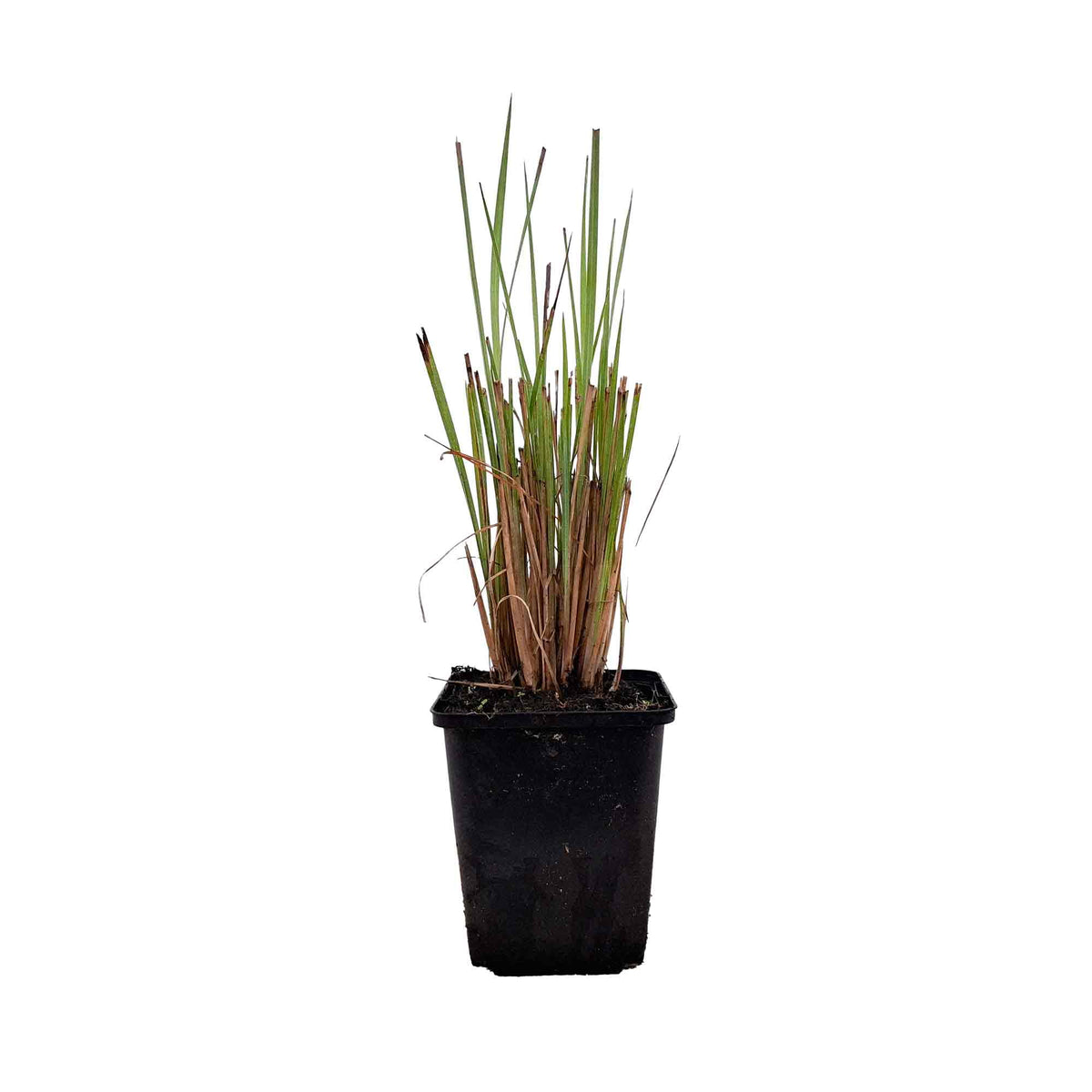 Schizachyrium s. 'St.Ovation' P9