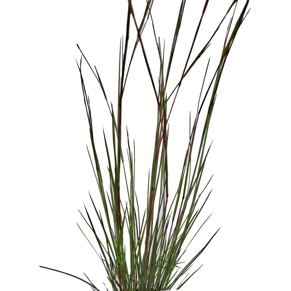 Schizachyrium s. 'Blue Heaven' P9