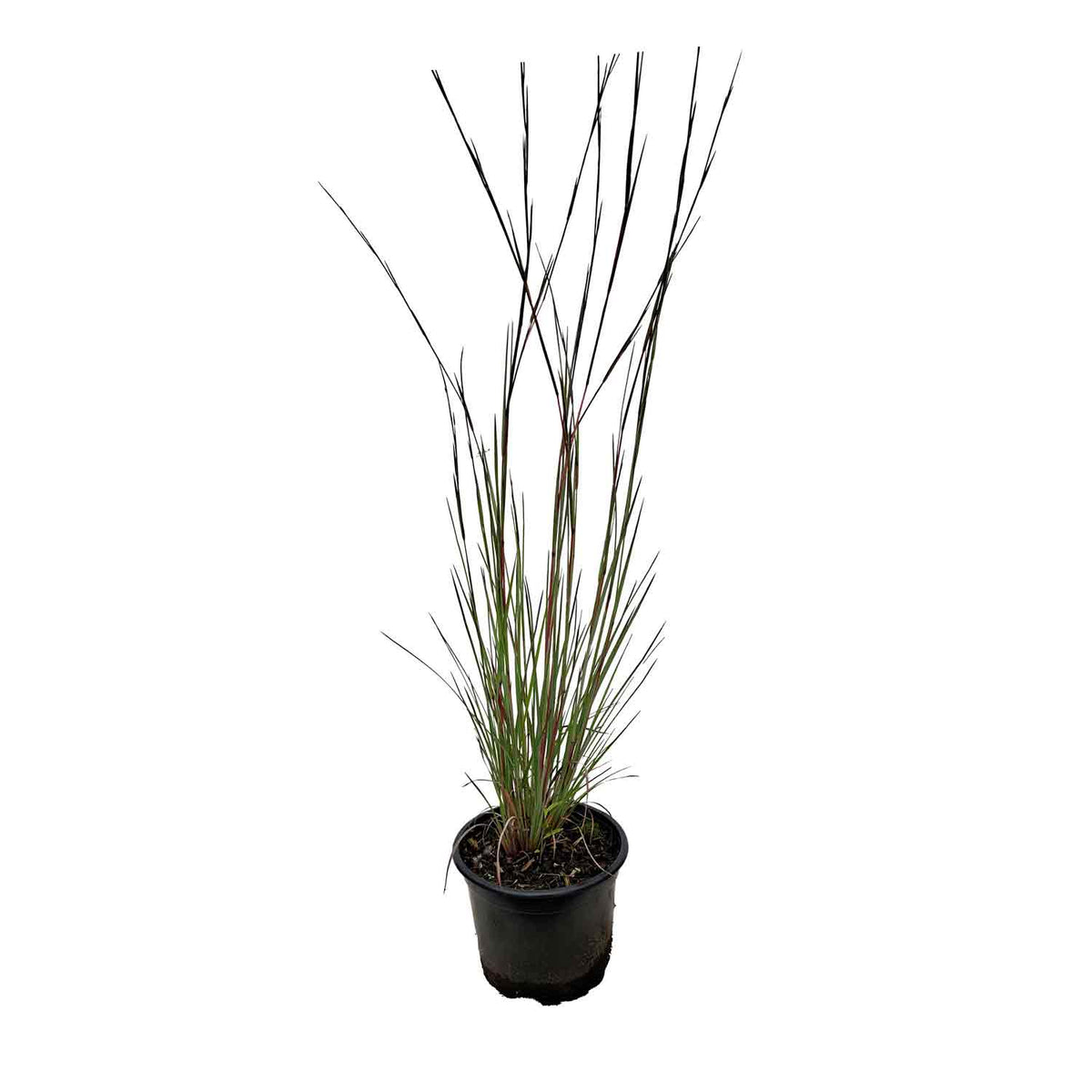 Schizachyrium s. 'Blue Heaven' 2L