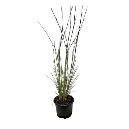 Schizachyrium s. 'Blue Heaven' 2L